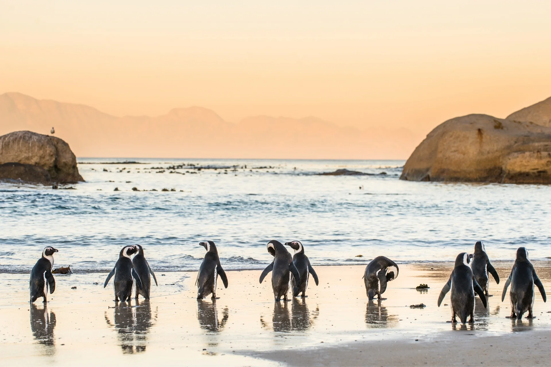 Atzaro Cape Town: Penguins enjoying the sunset