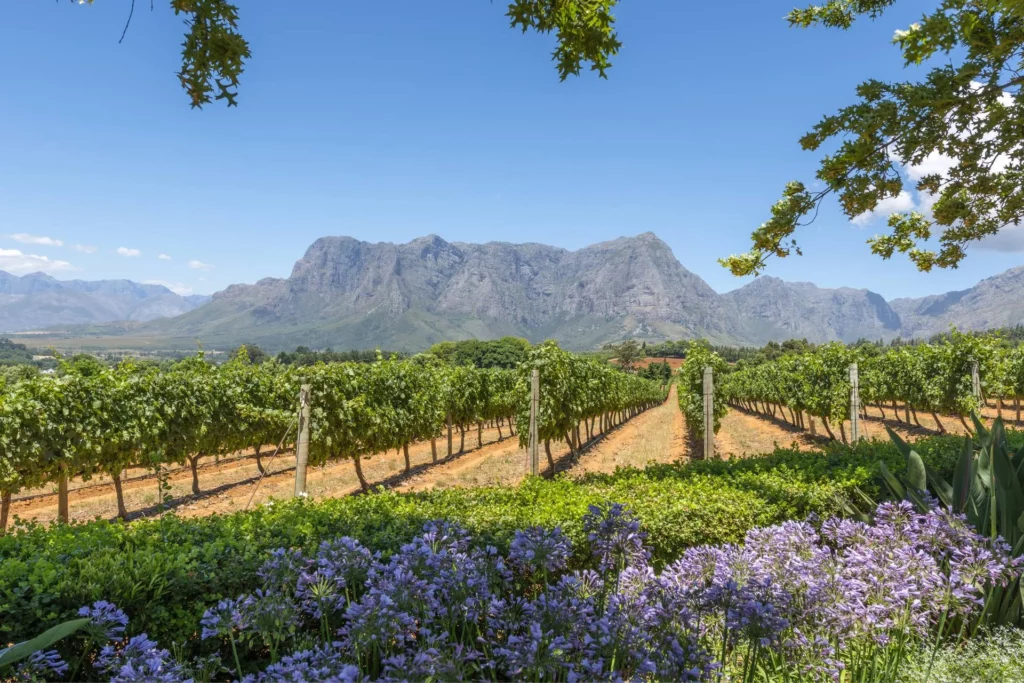 A breathtaking view of the rolling vineyards and majestic mountains of the Cape Winelands, Atzaro Cape Town