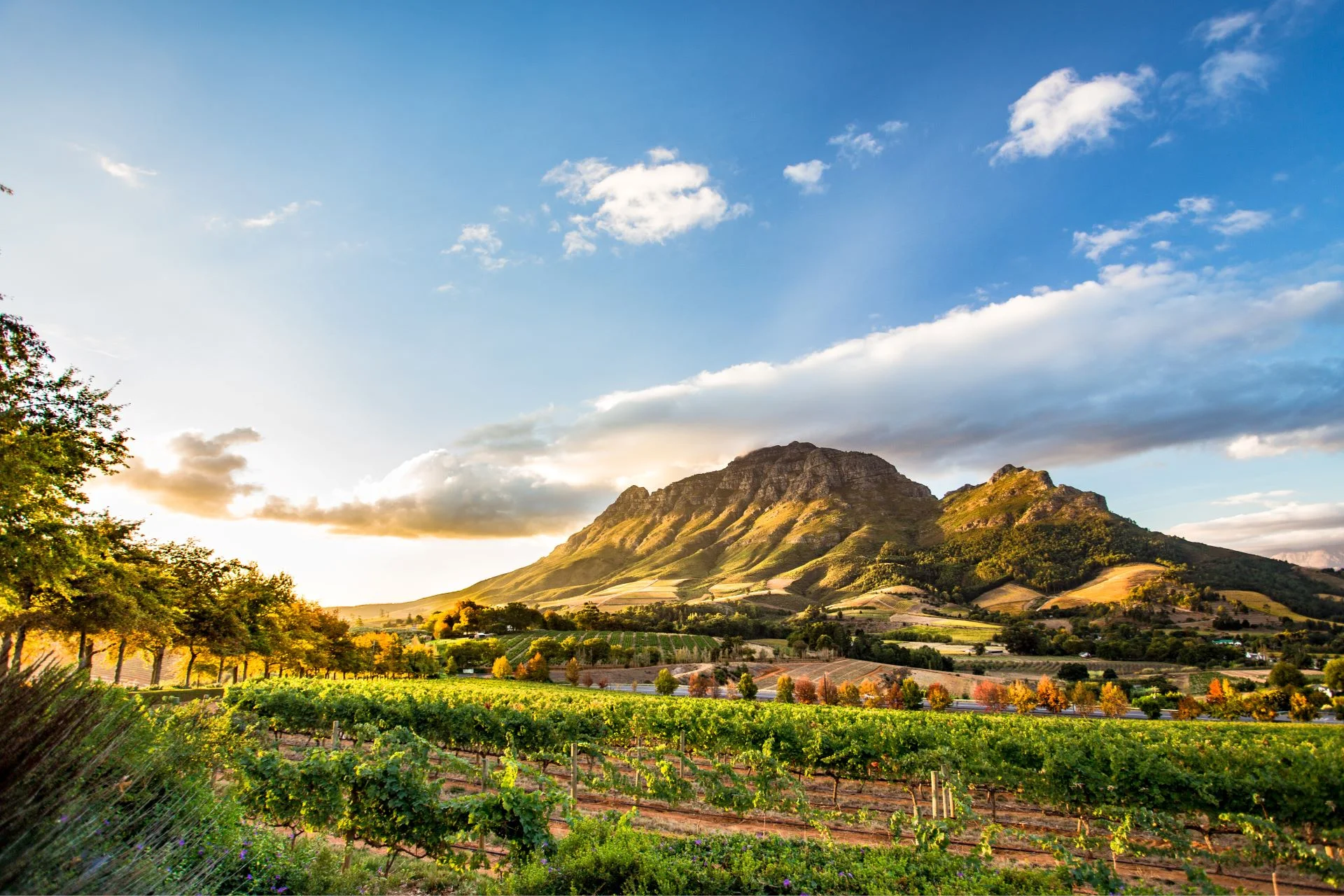 View of the Cape Town Winelands 