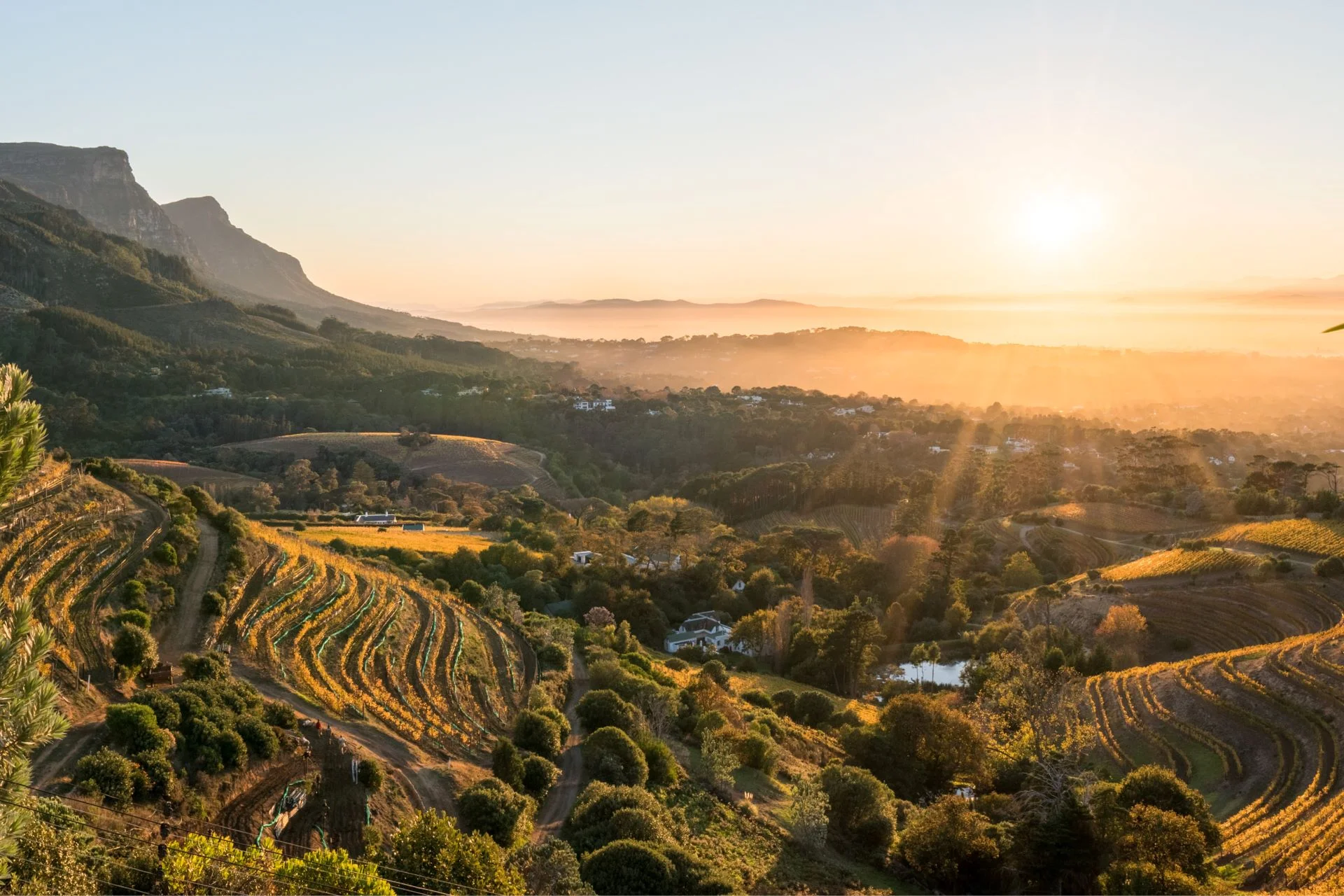 A breathtaking view of the Cape Winelands at sunset, with rolling hills, vineyards, and mountains in the distance