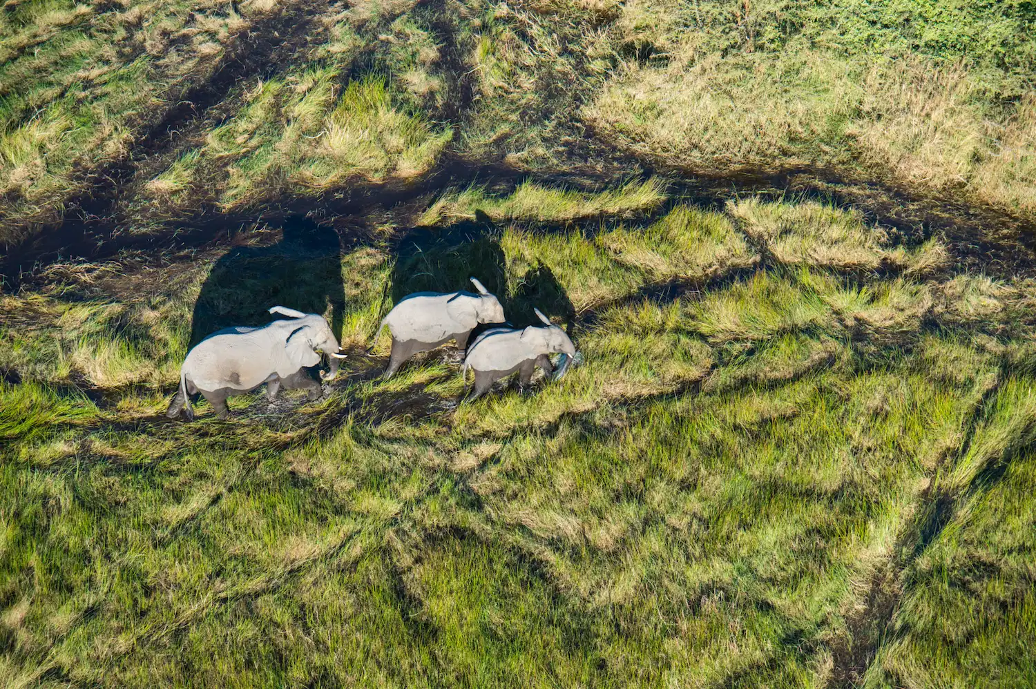 Helicopter-Horizons-Okavango-Delta-19-scaled-1