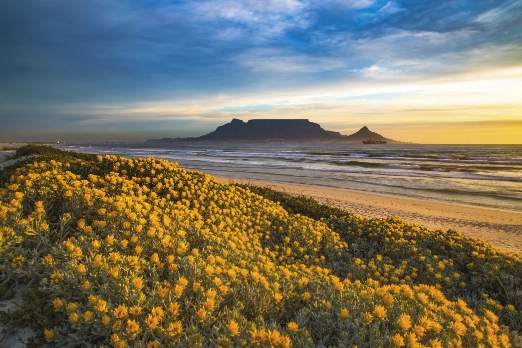 A field of yellow wildflowers in the foreground, with Table Mountain in the distance at sunset