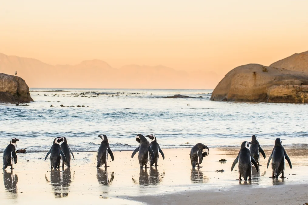 A group of African penguins walking on the beach at Boulders Beach, with a beautiful sunset in the background