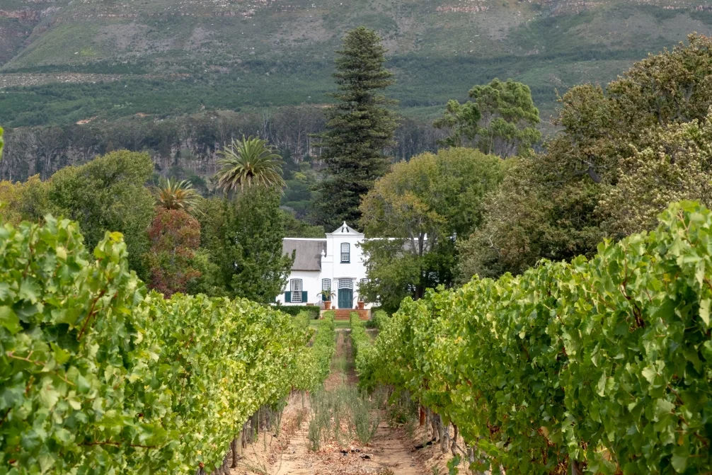 The historic Groot Constantia wine estate with vineyards in the foreground