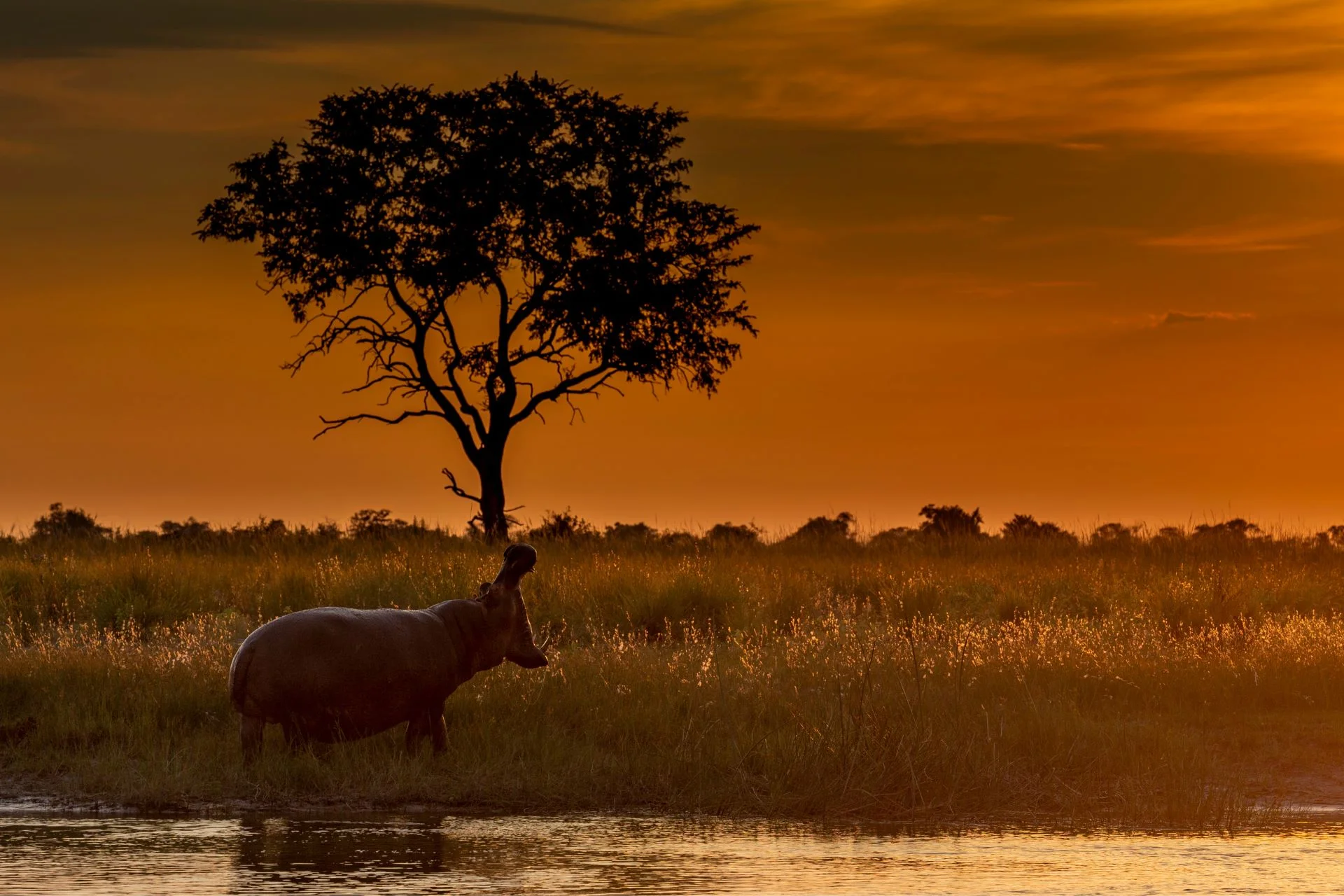 A majestic hippopotamus standing by the water's edge at sunset, with a silhouette of a tree in the background. This image captures the beauty of the Okavango Delta, home to Atzaro Okavango.