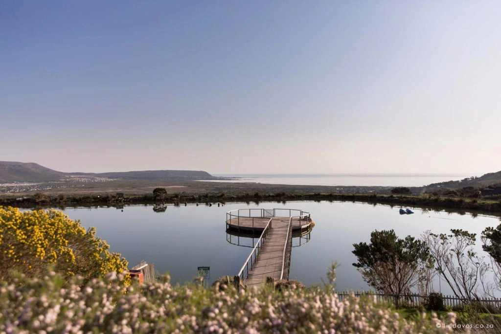 A serene dam at Cape Point Vineyards, surrounded by lush vegetation and overlooking breathtaking views