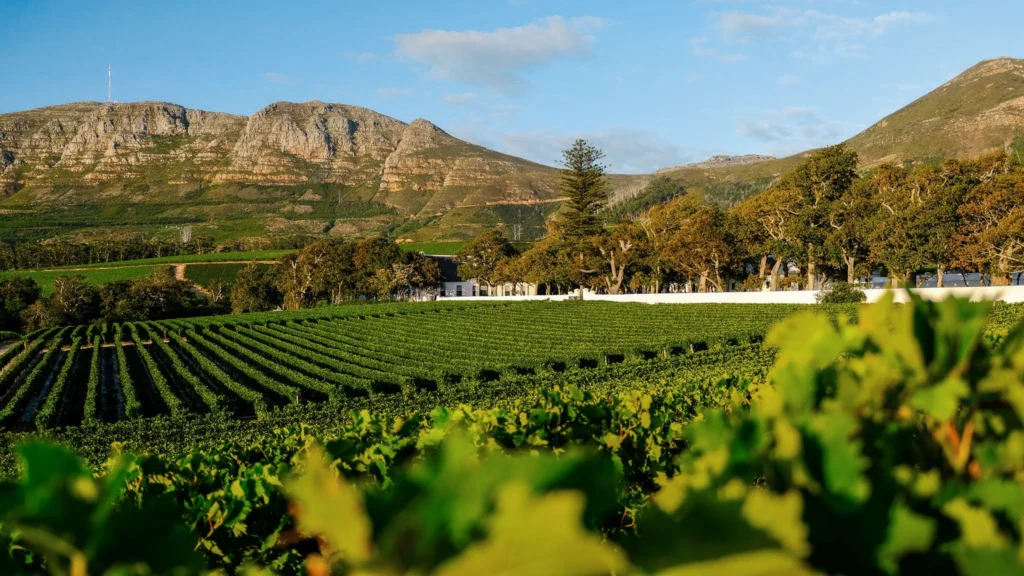 A scenic view of Groot Constantia wine farm, with lush vineyards stretching across the foreground and the majestic mountains towering in the background