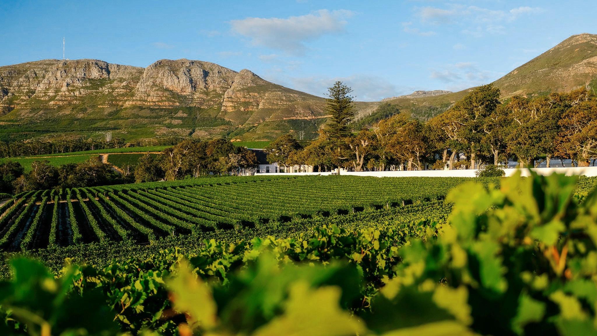 Groot Constantia Wine Farm