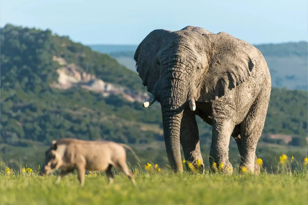 A large elephant and a warthog stand on vibrant green grass with an undulating background