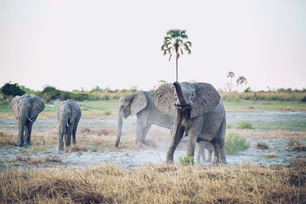 A small herd of elephants walk through a dry plain in Botswana's Okavango Delta