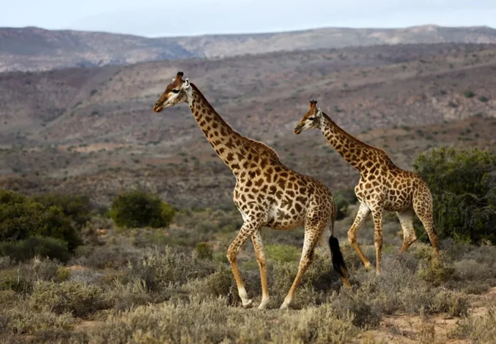 Two giraffe walk across a dry landscape