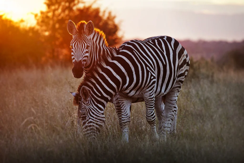 Two zebras huddle together in the glow of sunset