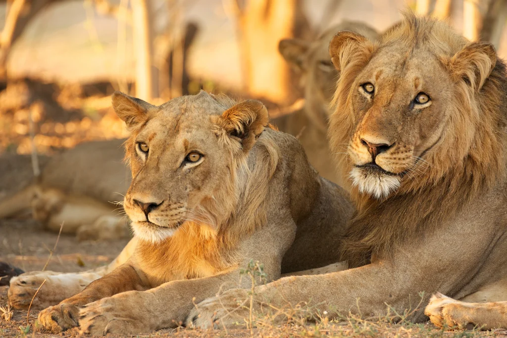 Two lions rest on dry grassland in Kruger National Park during the winter dry season.