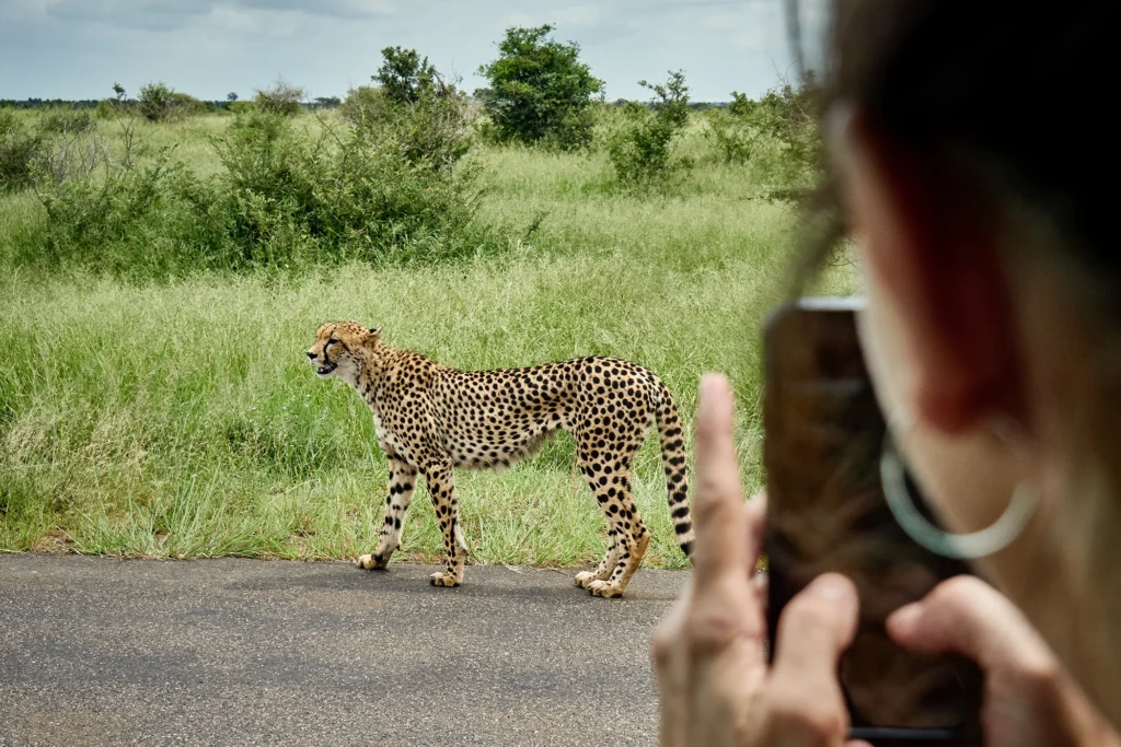 A cheetah walking along the road in Kruger National Park, captured from a safari vehicle by a guest.