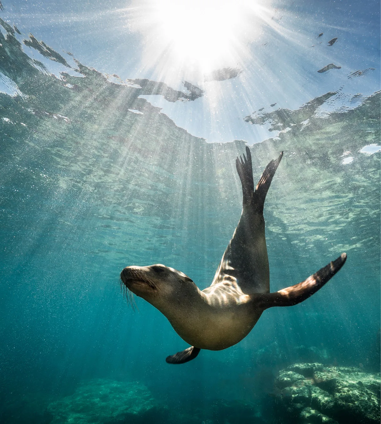 cape-town-snorkelling-with-seals