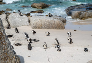 cape town penguins