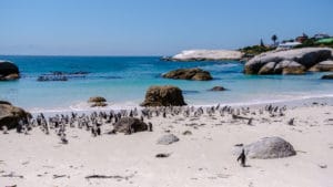 African Penguin colony at Boulders Beach, a popular family excursion.