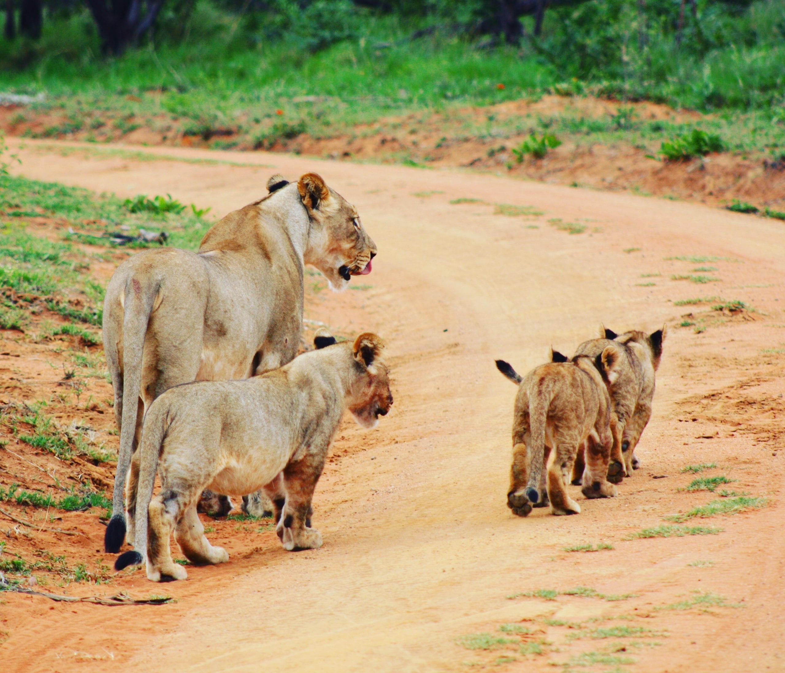 A lioness and her cubs walking along a dirt road during a safari excursion near Cape Town.