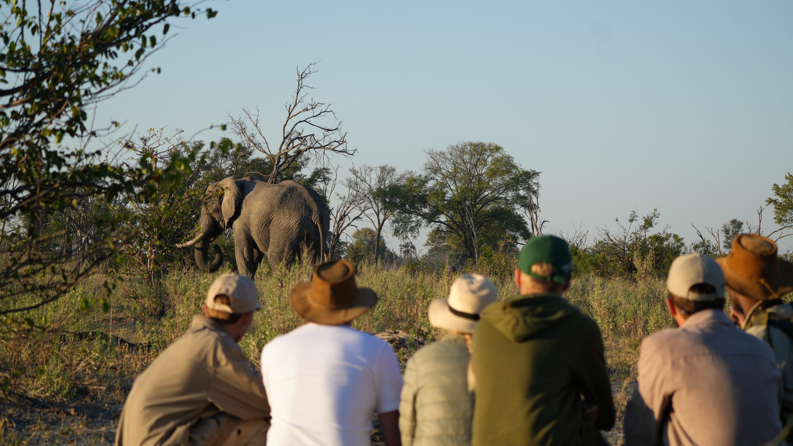 A family group on a safe, guided walking safari at Atzaró Okavango observing a large African elephant from a secure distance in the bush.