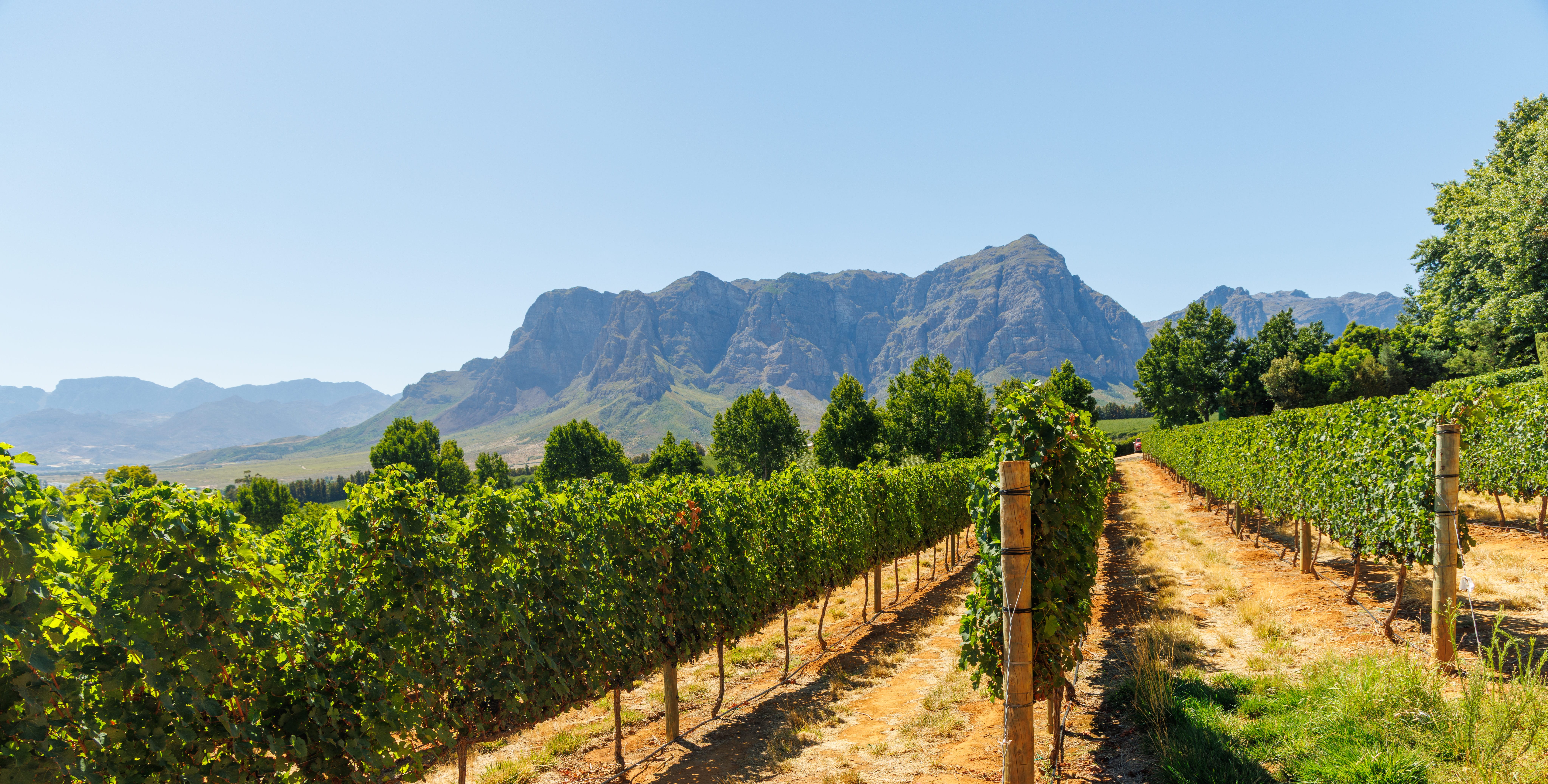 Rows of vineyards under bright sunlight, the scenic agricultural landscape of a wine region in Cape Town.