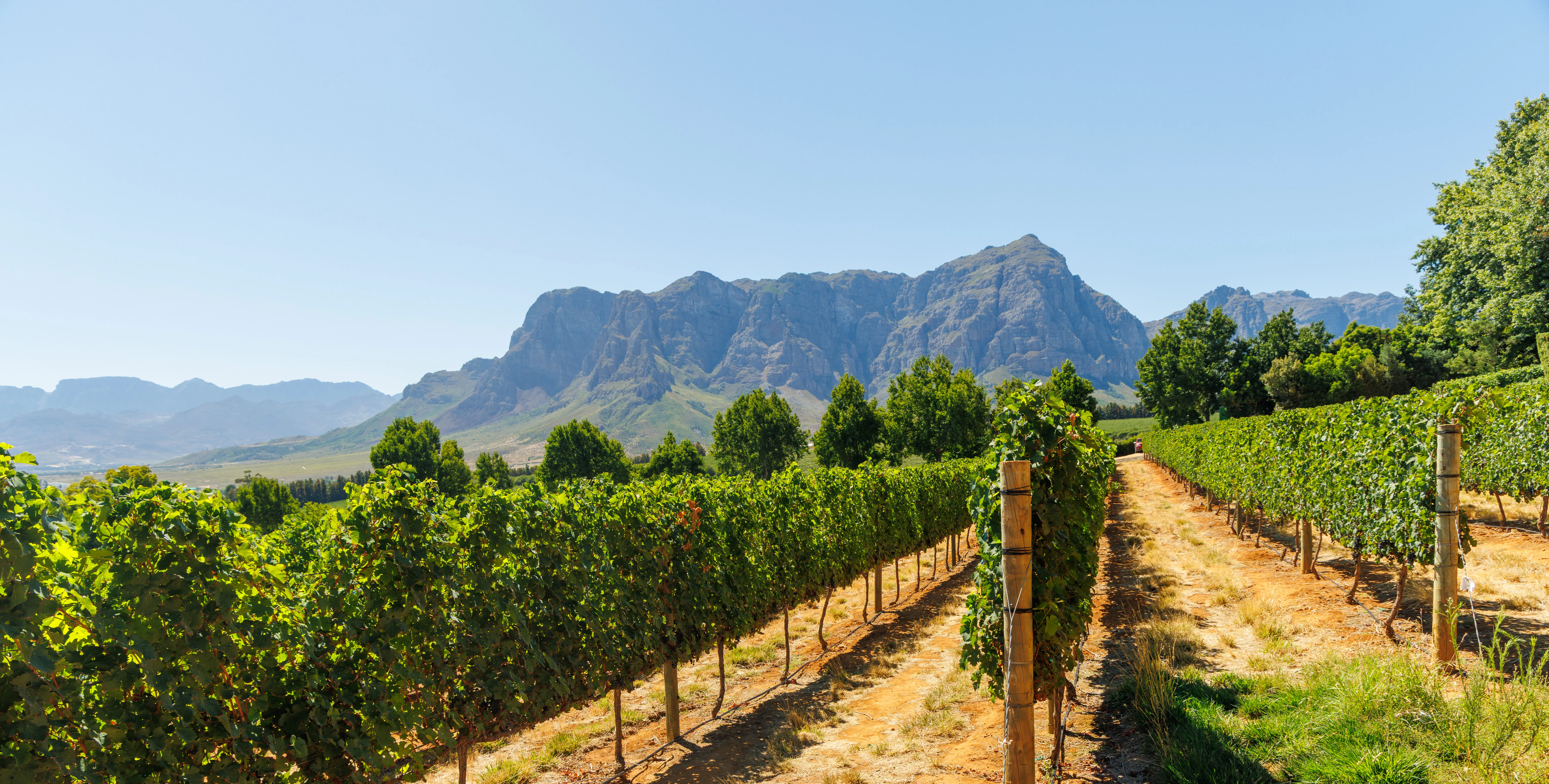 Rows of vineyards under bright sunlight, the scenic agricultural landscape of a wine region in Cape Town.