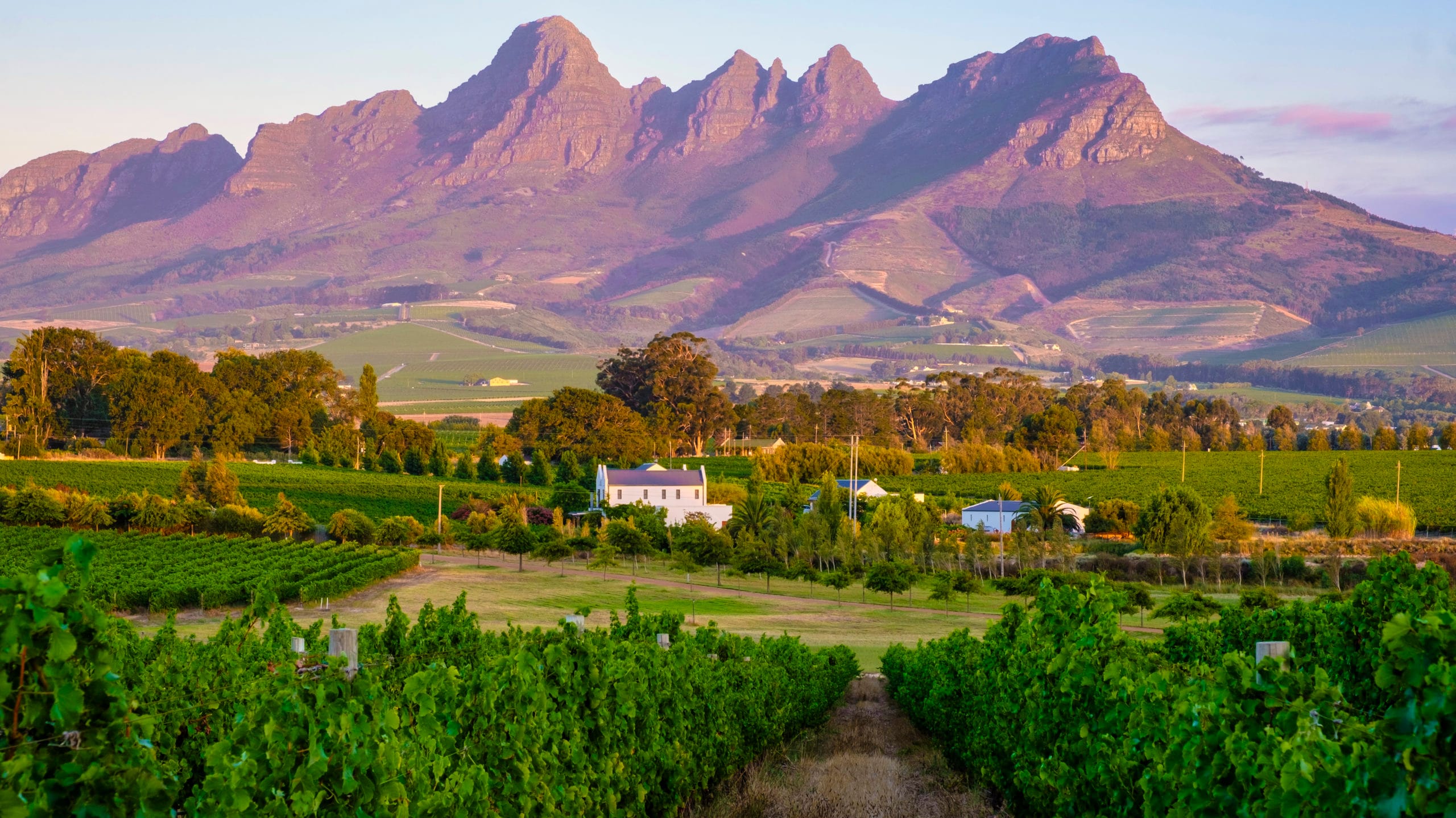 Vineyard landscape at sunset with mountains in Stellenbosch, near Cape Town, South Africa. wine grapes on vine in vineyard.