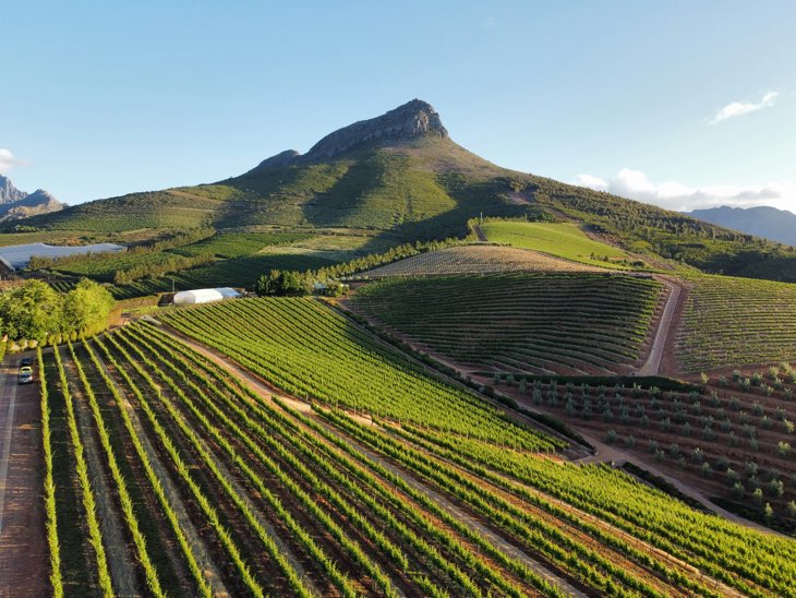 A scenic dirt pathway lined with neatly manicured trees leading to a classic stone estate building, surrounded by the rugged mountains of Stellenboch in the Cape Winelands.