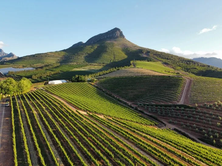 A scenic dirt pathway lined with neatly manicured trees leading to a classic stone estate building, surrounded by the rugged mountains of Stellenboch in the Cape Winelands.