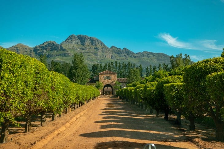 Aerial view of lush green vineyards on rolling hills with a prominent mountain peak in the background in the Cape Winelands, part of the Atzaro Cape Town experience.