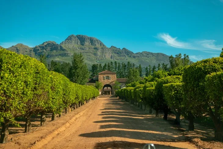 Aerial view of lush green vineyards on rolling hills with a prominent mountain peak in the background in the Cape Winelands, part of the Atzaro Cape Town experience.