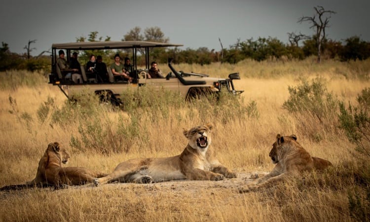 Tourists in an open 4x4 vehicle observing a pride of lionesses resting in the tall grass during an exciting Atzaro Okavango Camp Game Drive Safari.