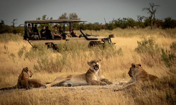 Tourists in an open 4x4 vehicle observing a pride of lionesses resting in the tall grass during an exciting Atzaro Okavango Camp Game Drive Safari.
