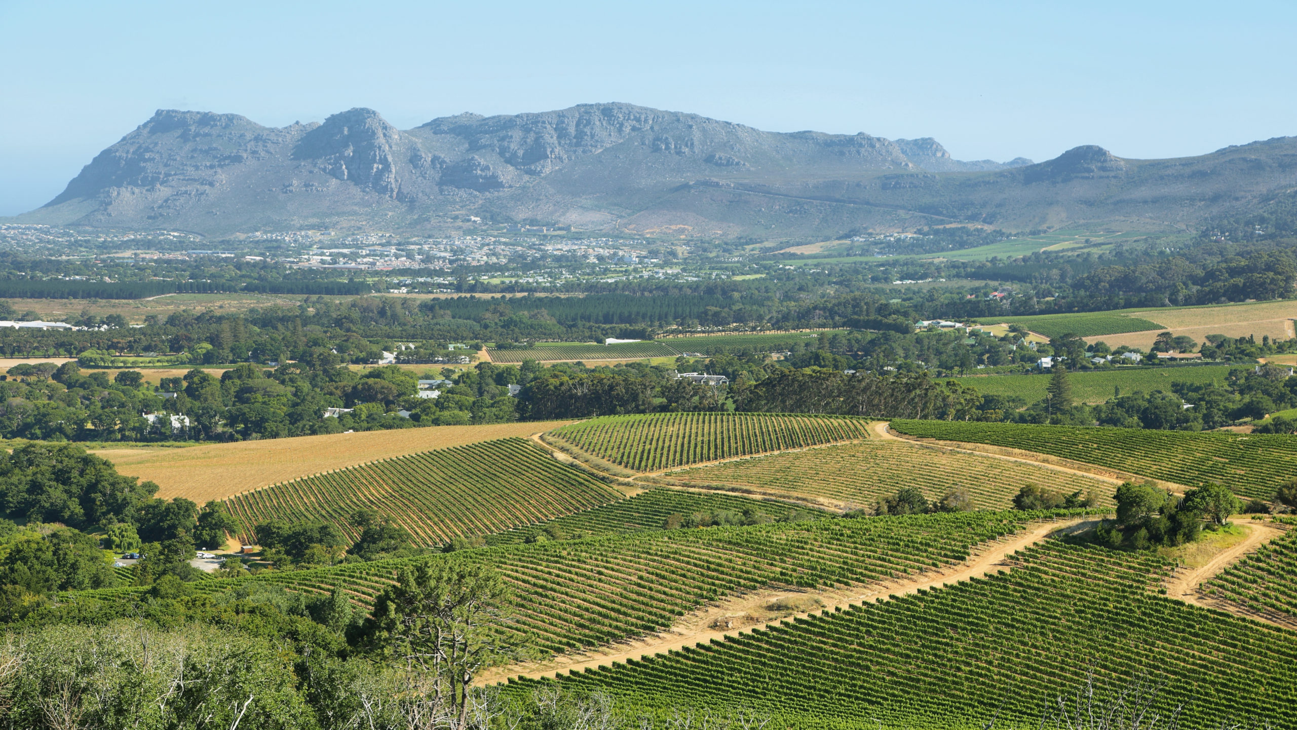 Neat rows of green vineyards and golden fields in wine country near Cape Town, with a long blue-gray mountain range under a clear pale sky, a scenic setting for winter wine tasting in the Cape Winelands.