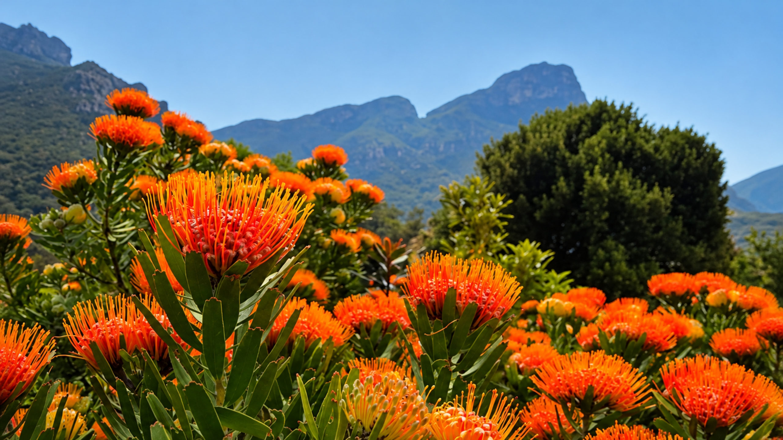 Bright orange pincushion proteas in full bloom with spiky petals and green leaves, a rounded dark green bush and blue-gray mountain peaks behind, under a clear blue sky: fynbos flowers at their best in Cape Town in winter.