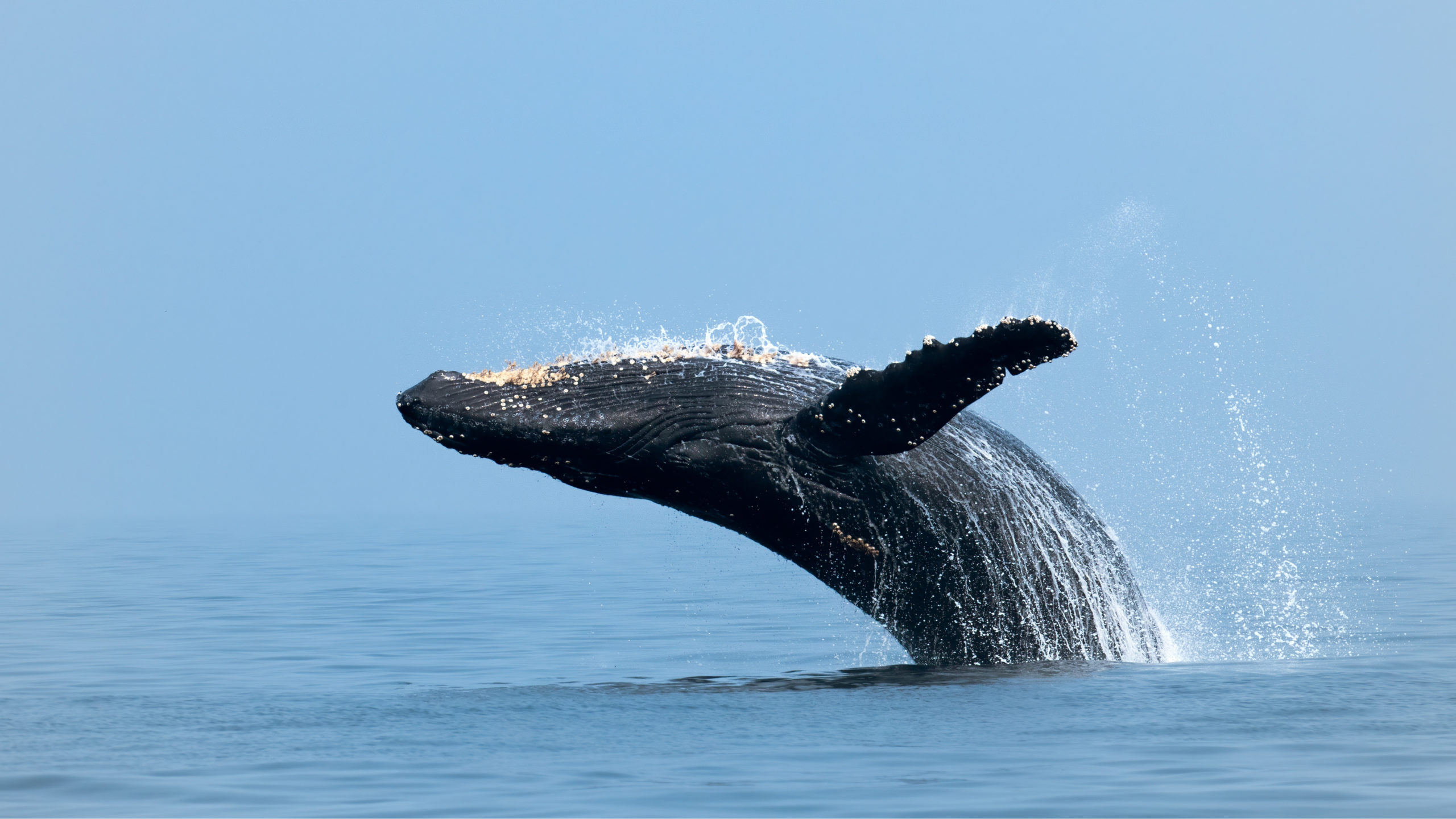 Humpback whale breaching from calm blue water, its dark body and long fin arching above white splashing spray, the kind of sight whale watchers look for off Cape Town between June and November.
